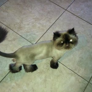 Meet your Posher, Snickers